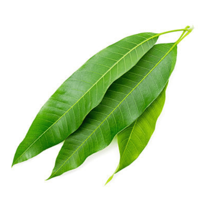 Mango Leaves 10pcs